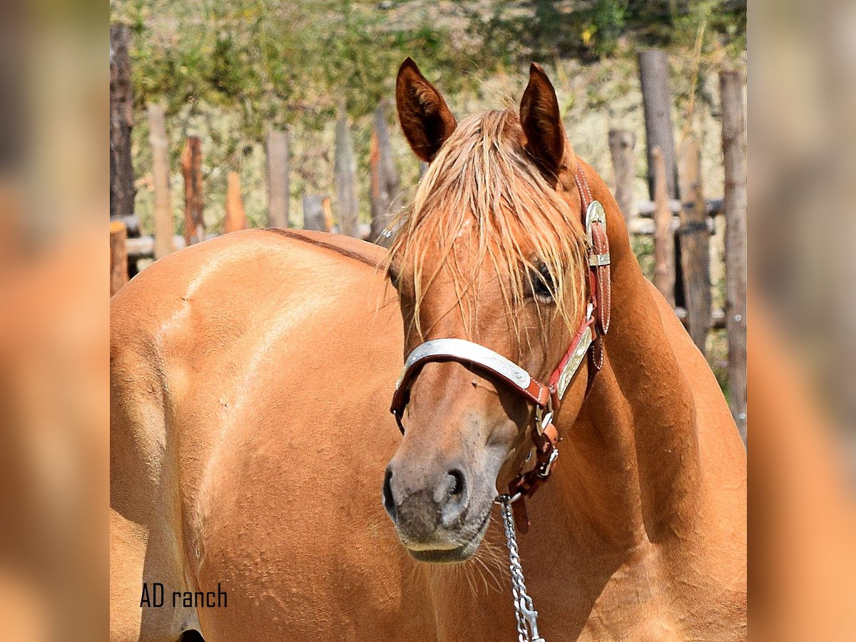 Paint Horse Hongre 2 Ans 155 cm Alezan dun in Castelletto Uzzone