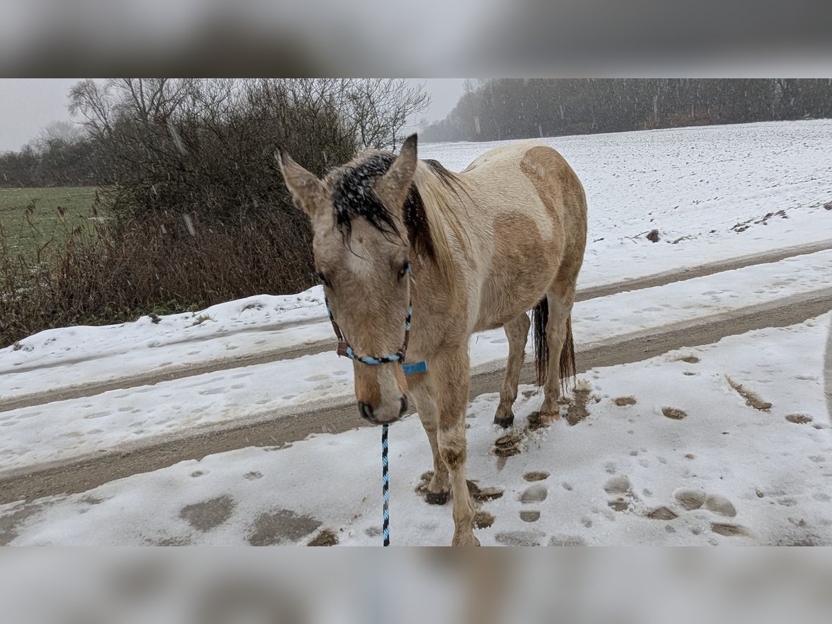 Paint Horse Hongre 3 Ans 150 cm Tobiano-toutes couleurs in Mamming