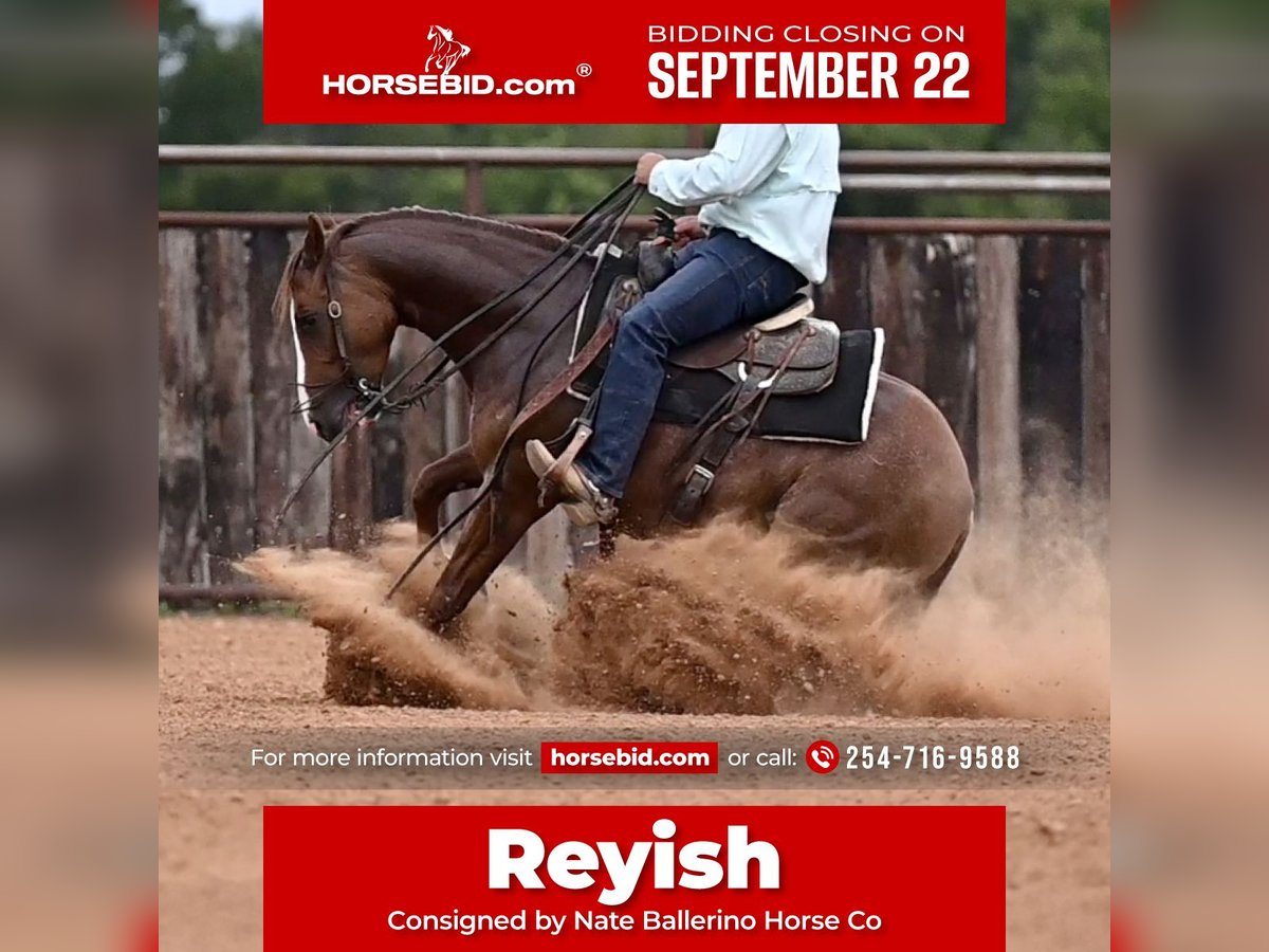 Paint Horse Hongre 4 Ans 142 cm Alezan cuivré in Waco
