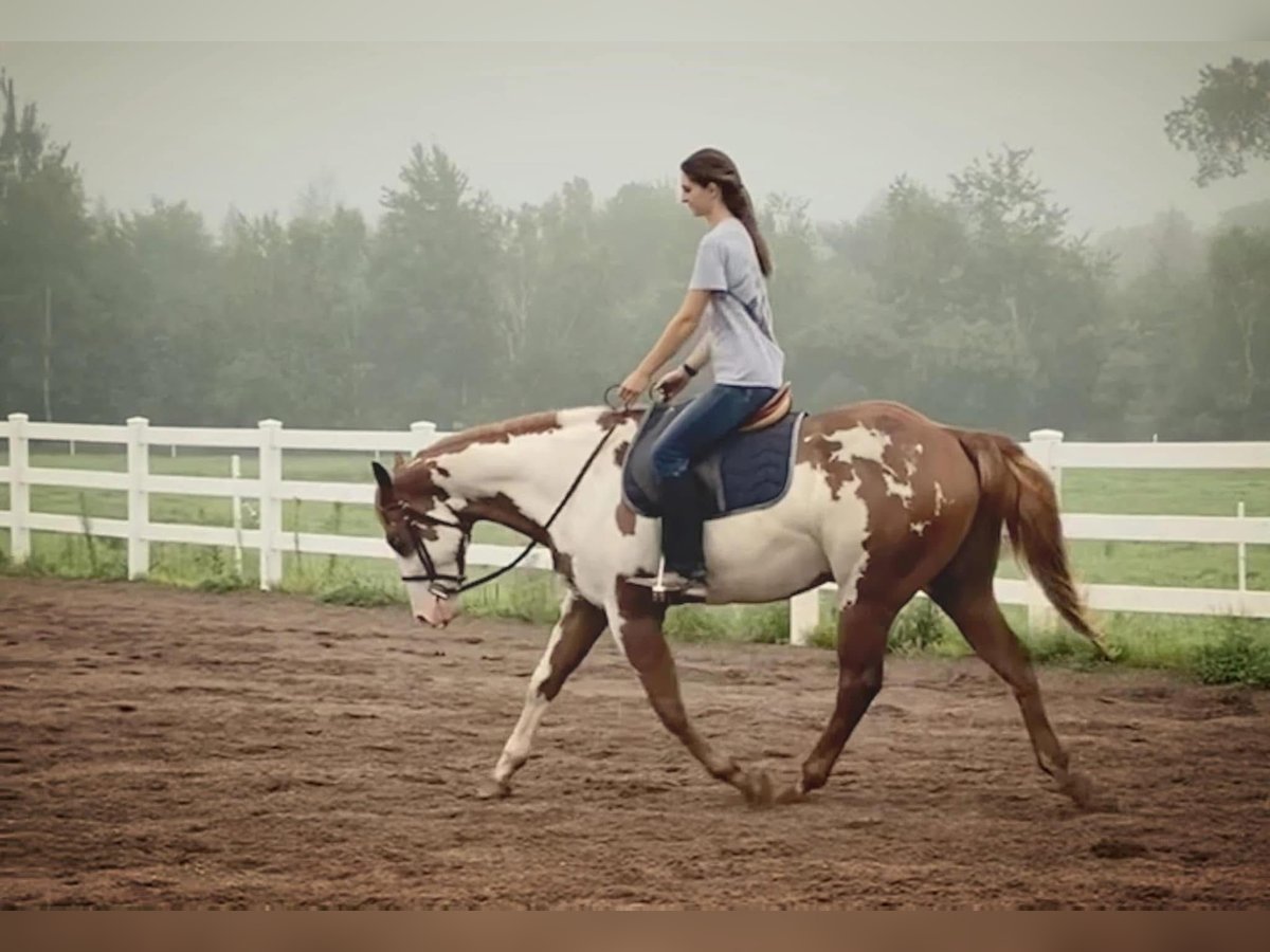 Paint Horse Hongre 4 Ans 142 cm Pinto in Fort worth Texas