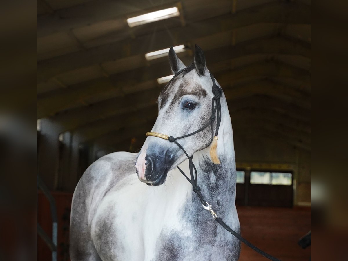 Paint Horse Hongre 4 Ans 147 cm Pinto in Heuvelland