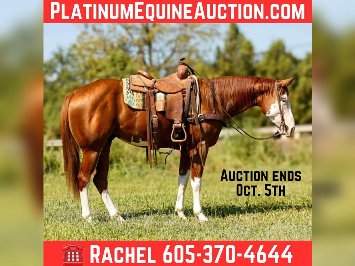 Paint Horse Hongre 4 Ans 160 cm Alezan brûlé in rusk TX