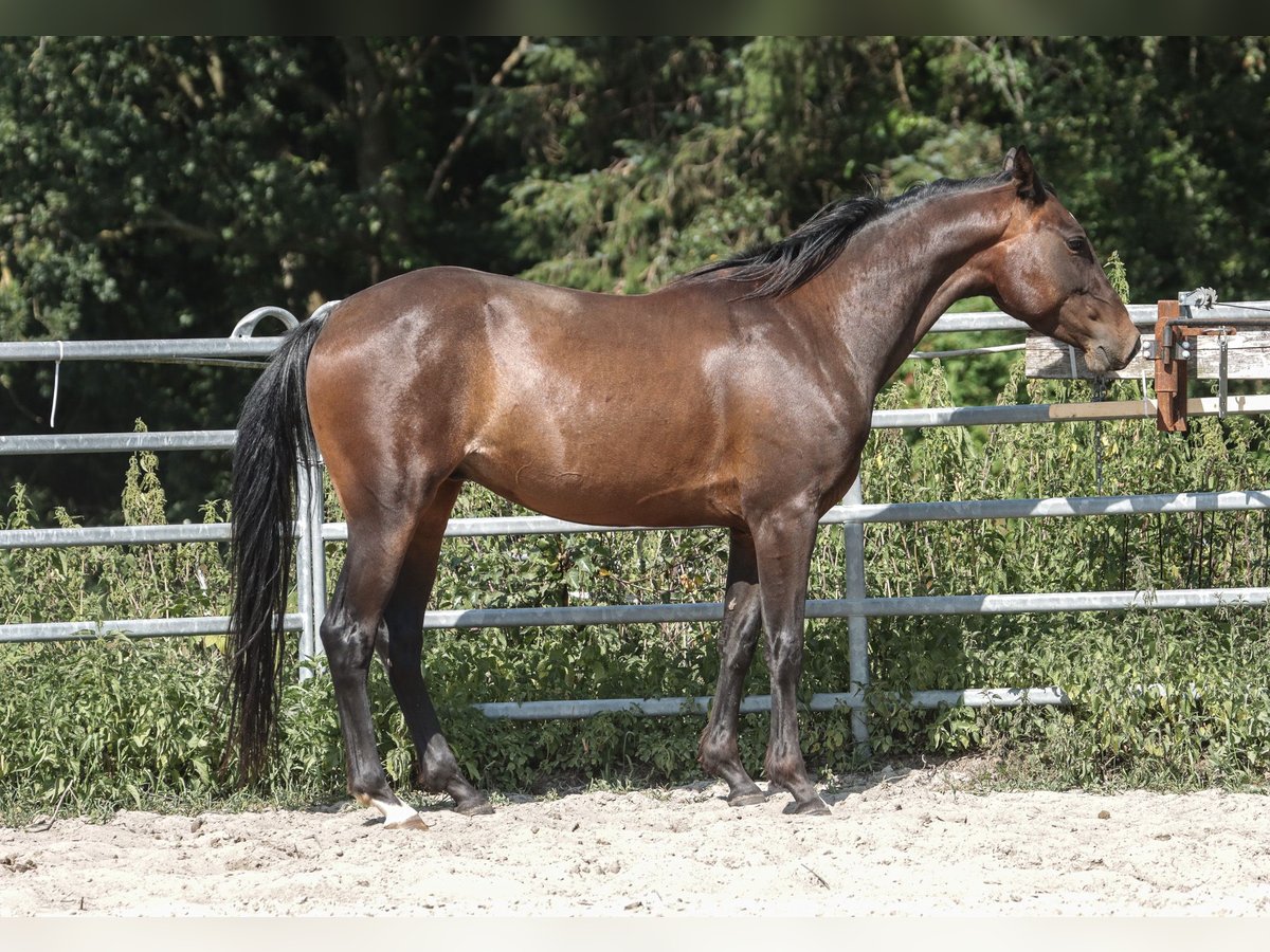 Paint Horse Hongre 5 Ans 150 cm Bai brun in Varel