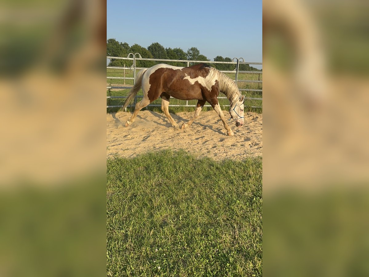 Paint Horse Hongre 5 Ans 152 cm Pinto in Hamburg KlostertorHamburg