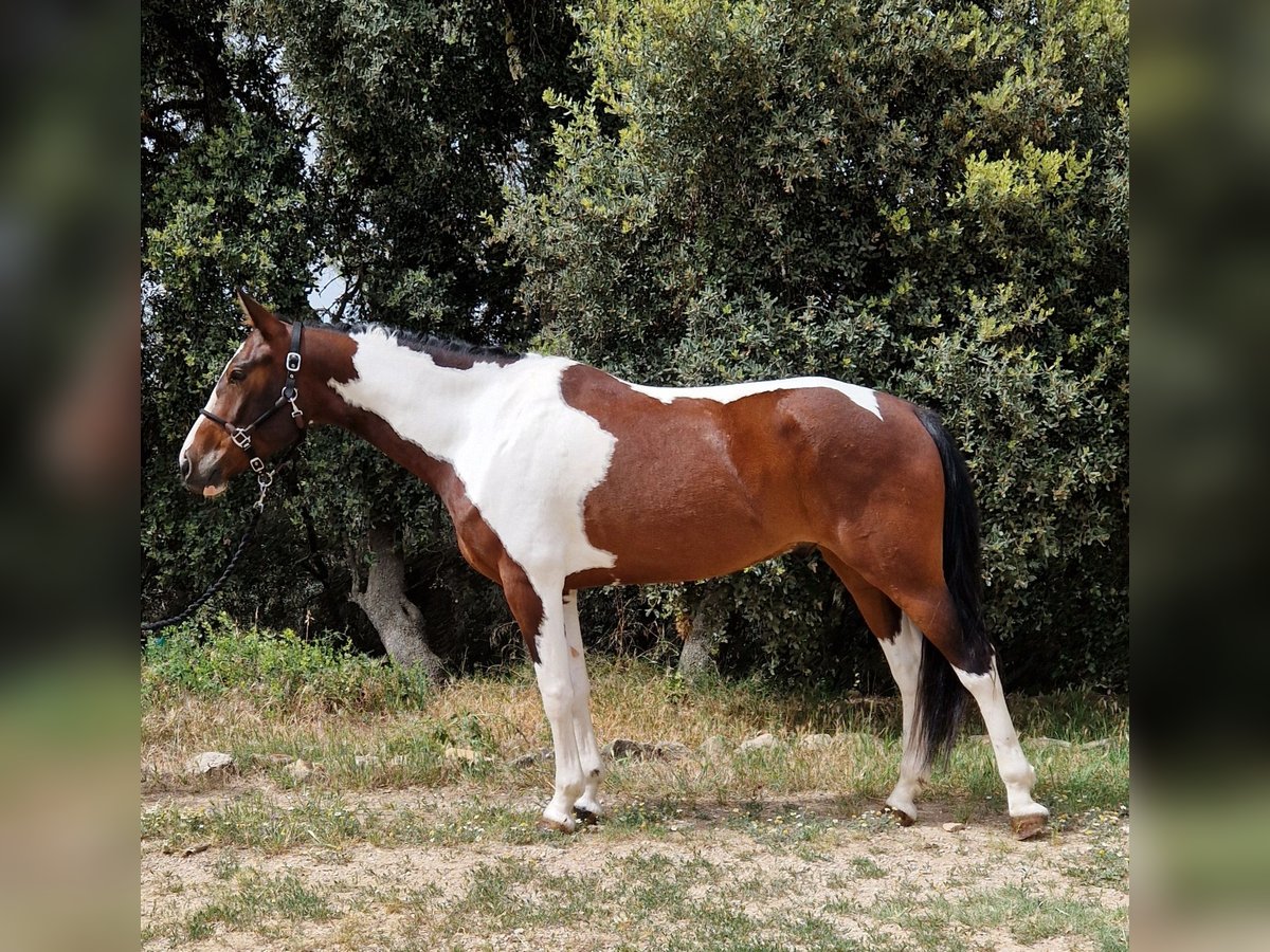 Paint Horse Croisé Hongre 5 Ans 165 cm Pinto in Valderrobres