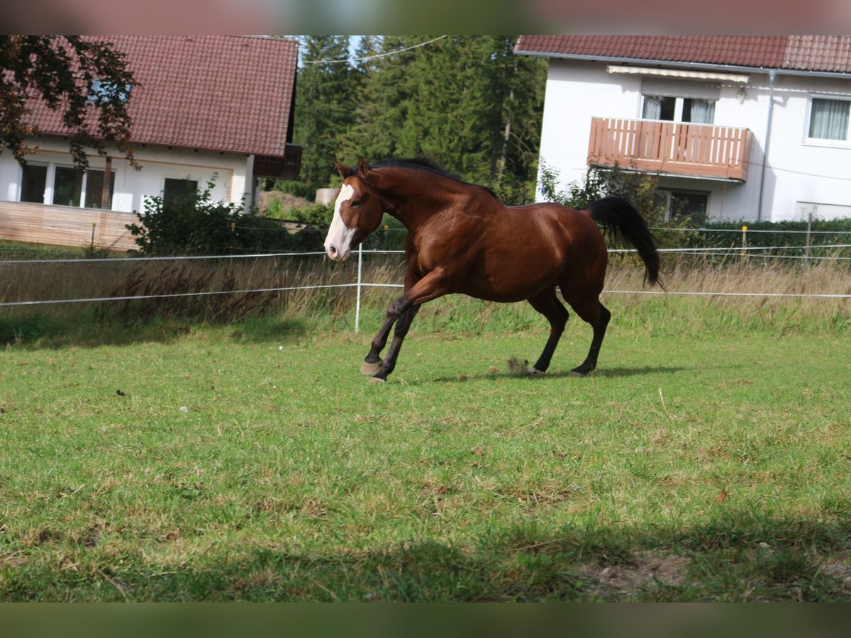 Paint Horse Hongre 6 Ans 147 cm Overo-toutes couleurs in Eggenthal