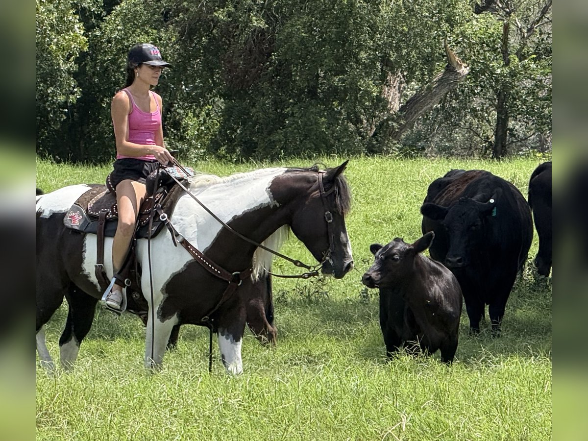 Paint Horse Hongre 6 Ans 147 cm Pinto in Weatherford