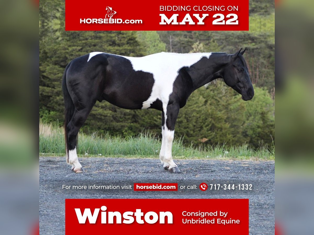 Paint Horse Croisé Hongre 7 Ans in Millerstown, PA