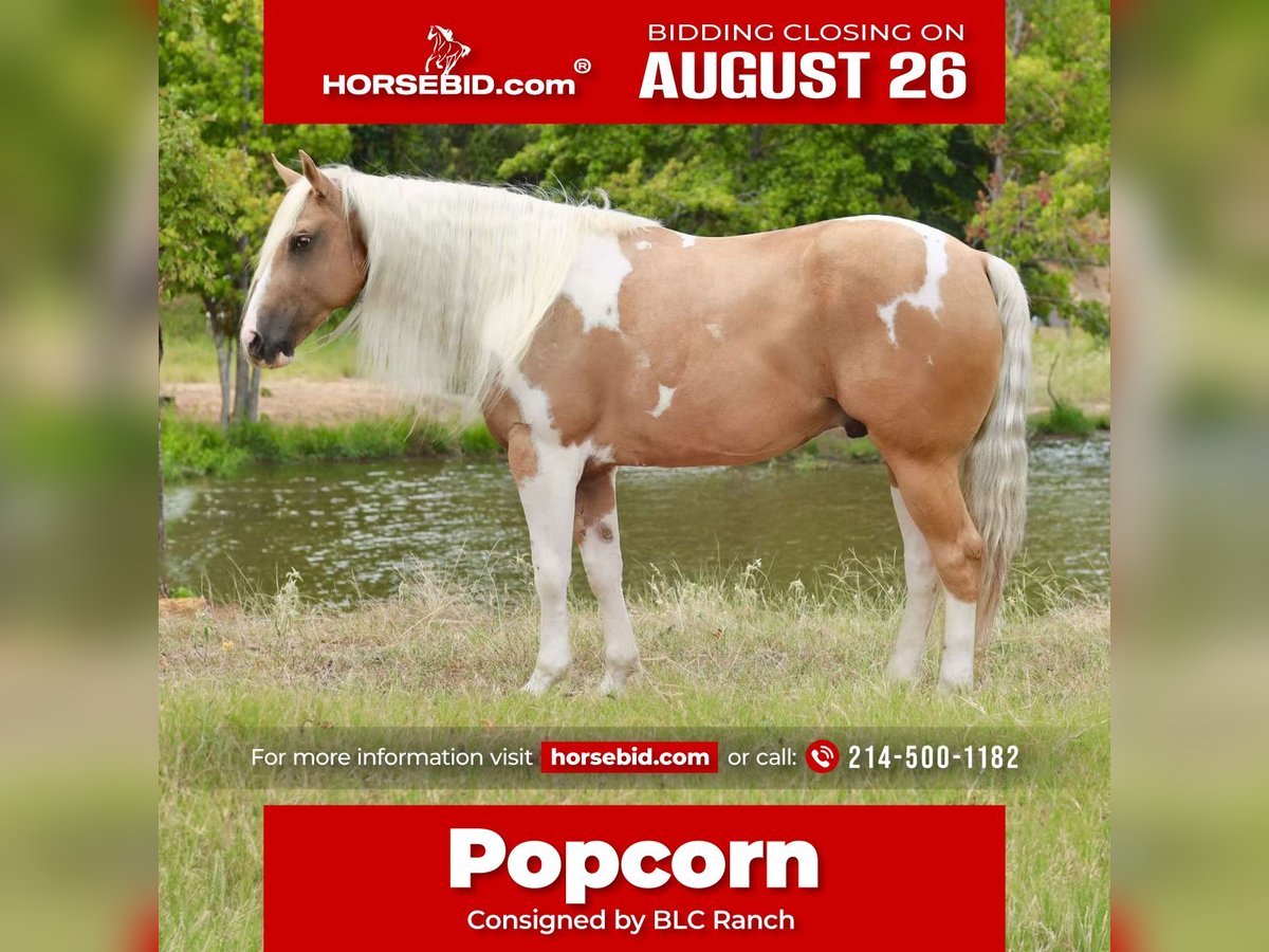 Paint Horse Hongre 8 Ans 155 cm Pinto in Grand Saline