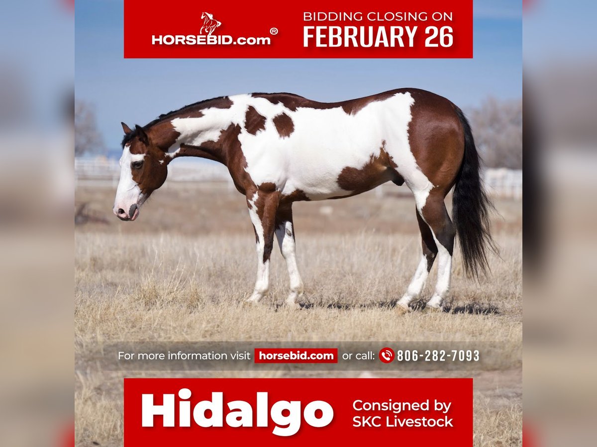 Paint Horse Hongre 8 Ans Bai cerise in Canyon, TX