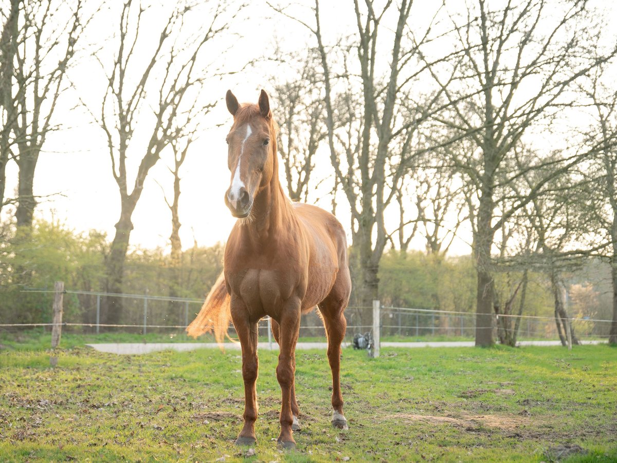 Paint Horse Croisé Jument 10 Ans 147 cm Alezan in Heukelom