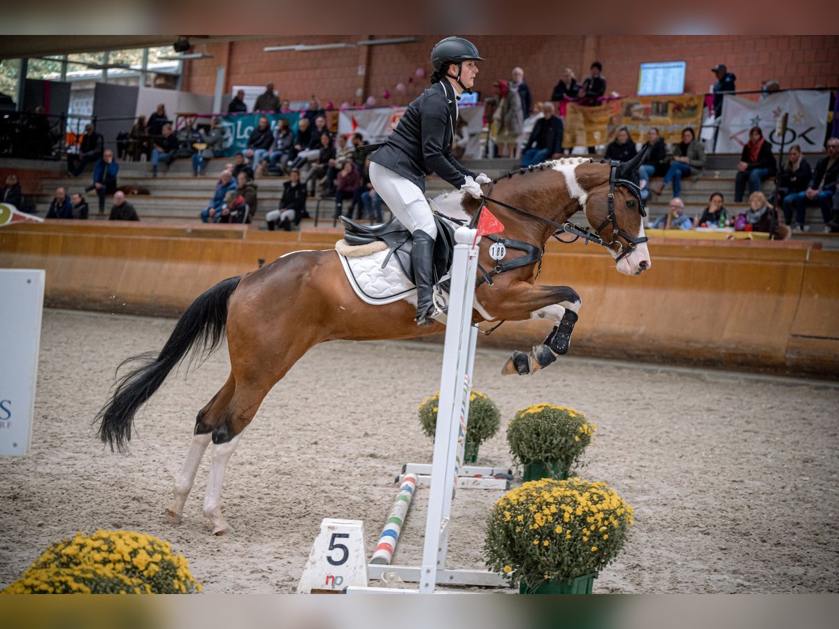 Paint Horse Jument 10 Ans 160 cm Tobiano-toutes couleurs in Elsdorf