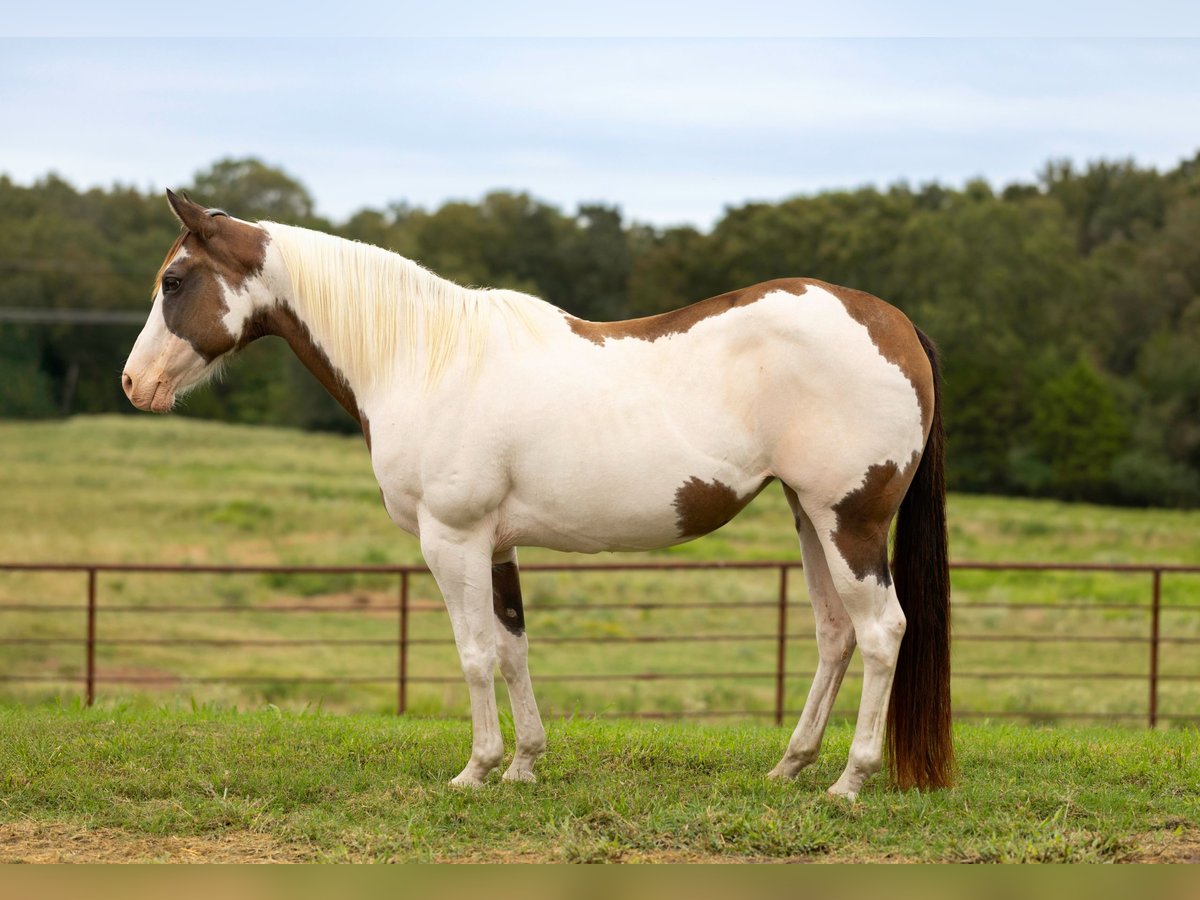 Paint Horse Jument 12 Ans 147 cm Pinto in Canton