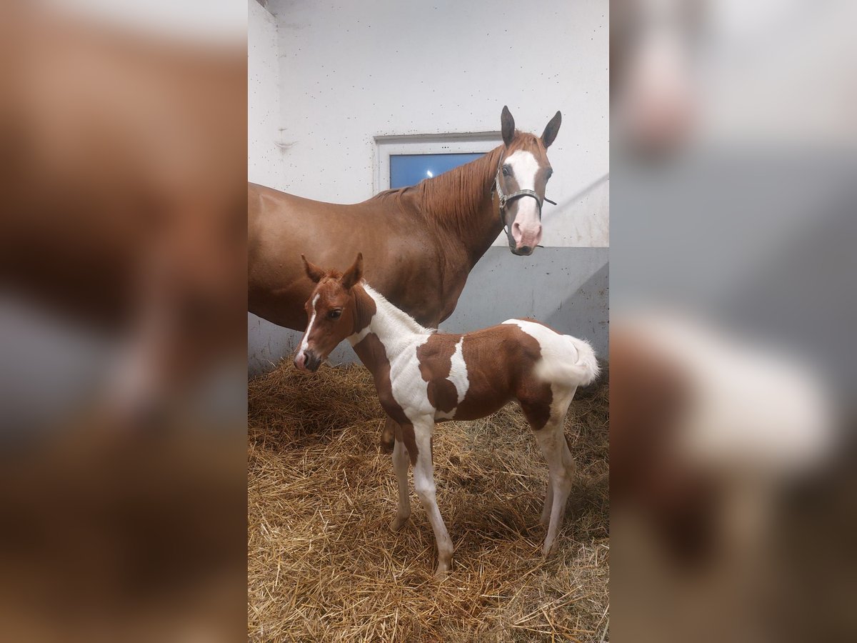 Paint Horse Jument 16 Ans 160 cm Alezan in Lubawa