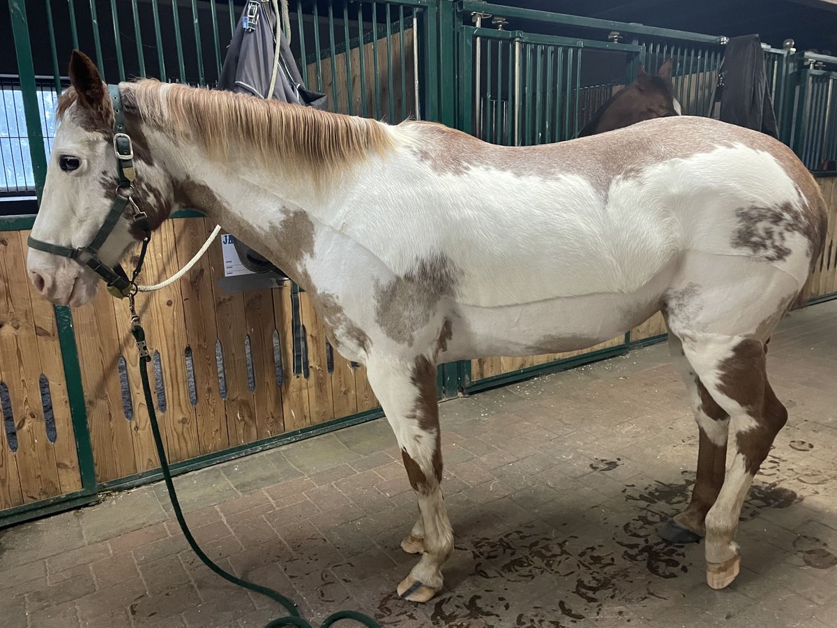 Paint Horse Jument 17 Ans 150 cm Sabino in Hagen