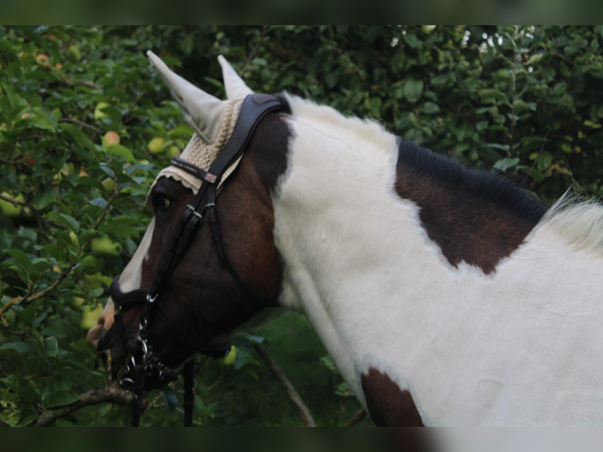 Paint Horse Jument 19 Ans 158 cm Tobiano-toutes couleurs in Tönning