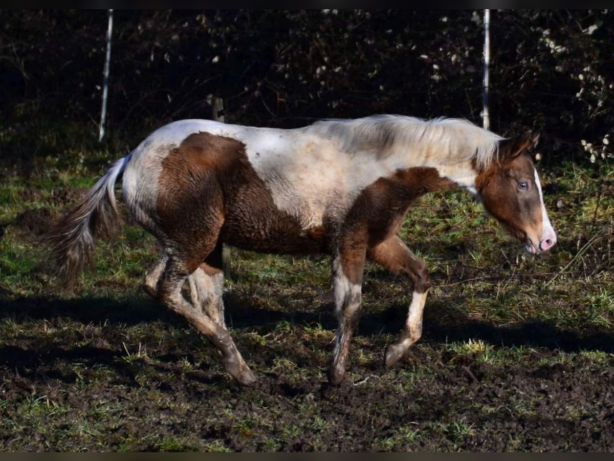 Paint Horse Jument 1 Année 150 cm Champagne in Buchbach