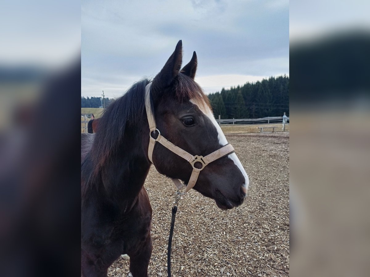 Paint Horse Croisé Jument 1 Année 150 cm Noir in Oberkappel