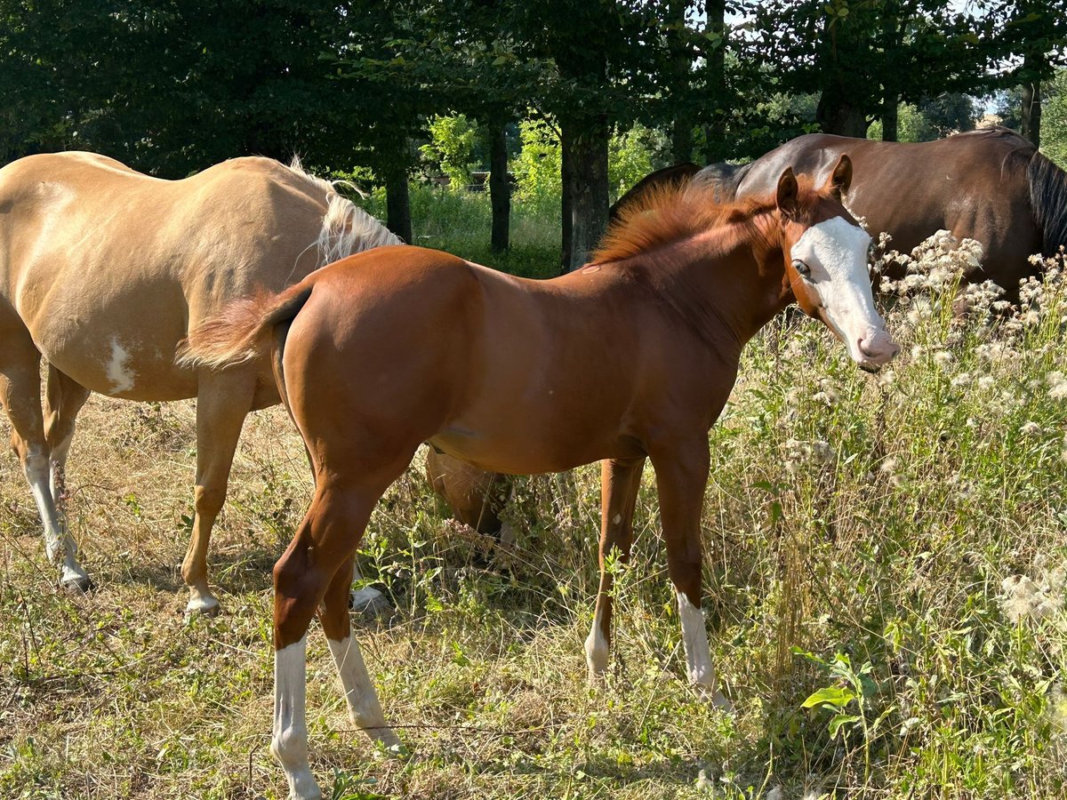 Paint Horse Jument 1 Année 150 cm Overo-toutes couleurs in Steinebrunn