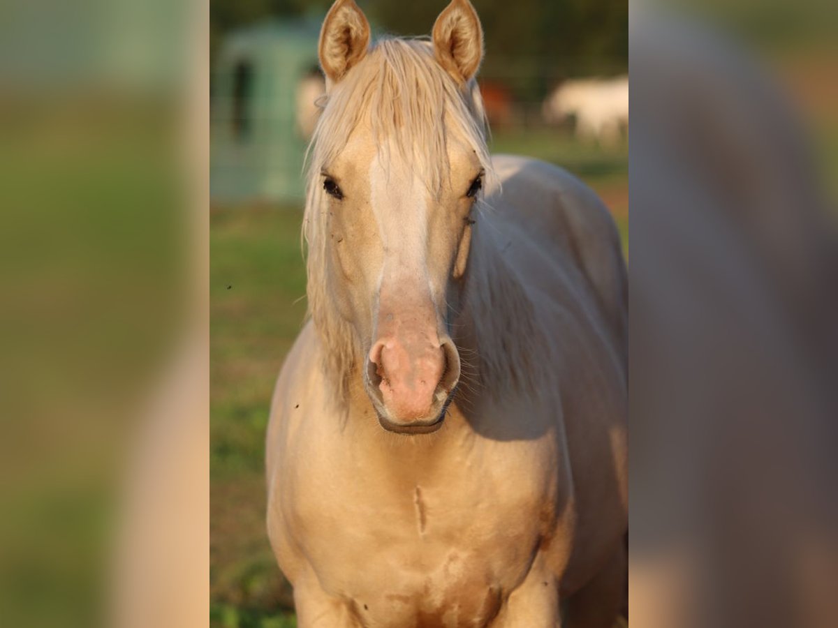Paint Horse Jument 1 Année 150 cm Palomino in Hellenthal