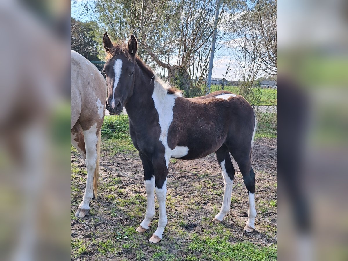 Paint Horse Croisé Jument 1 Année 150 cm Tobiano-toutes couleurs in Gavere