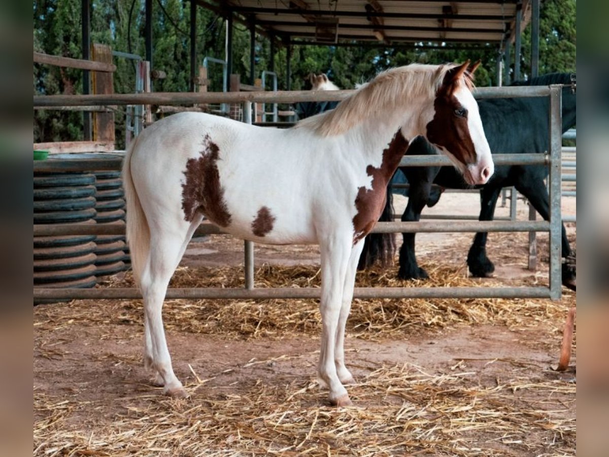 Paint Horse Croisé Jument 1 Année 160 cm Pinto in Torreblanca