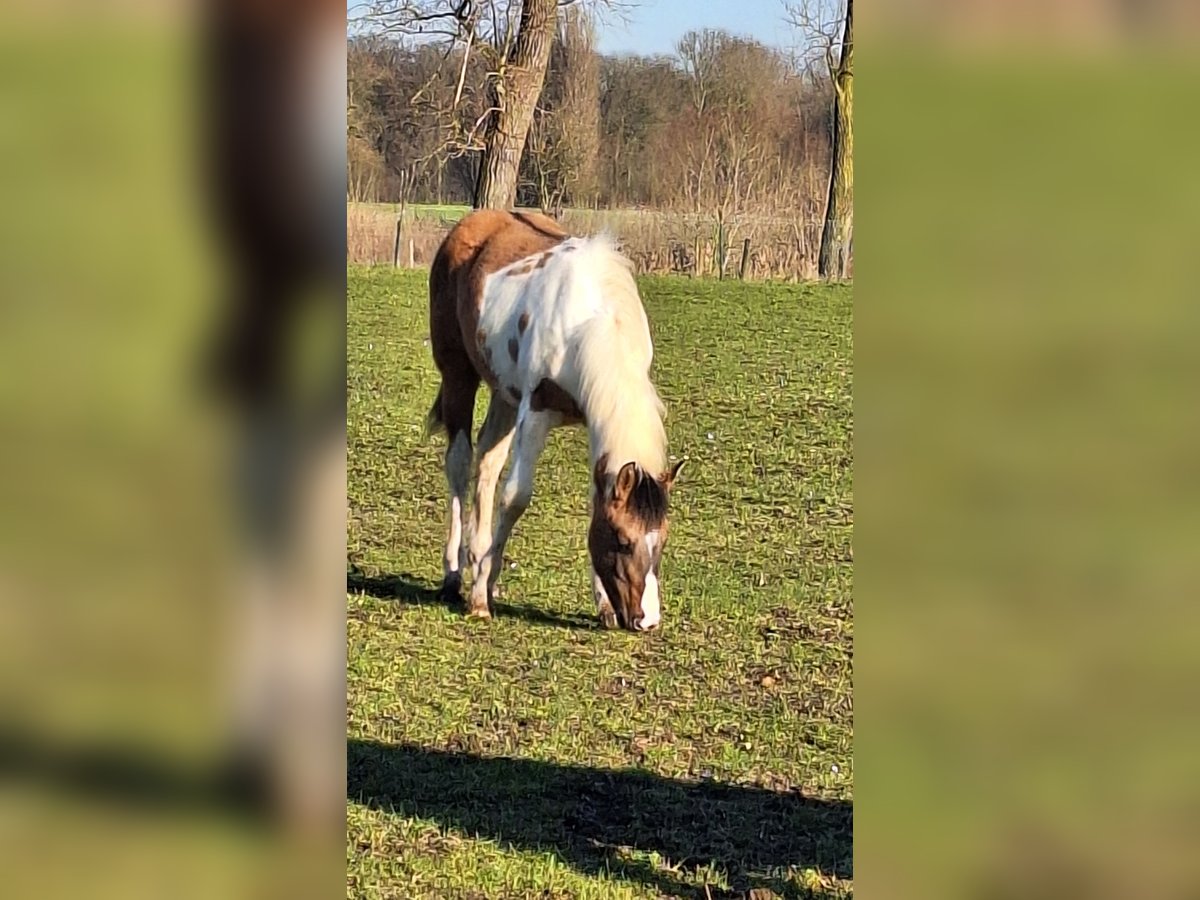 Paint Horse Jument 1 Année Tobiano-toutes couleurs in Gavere