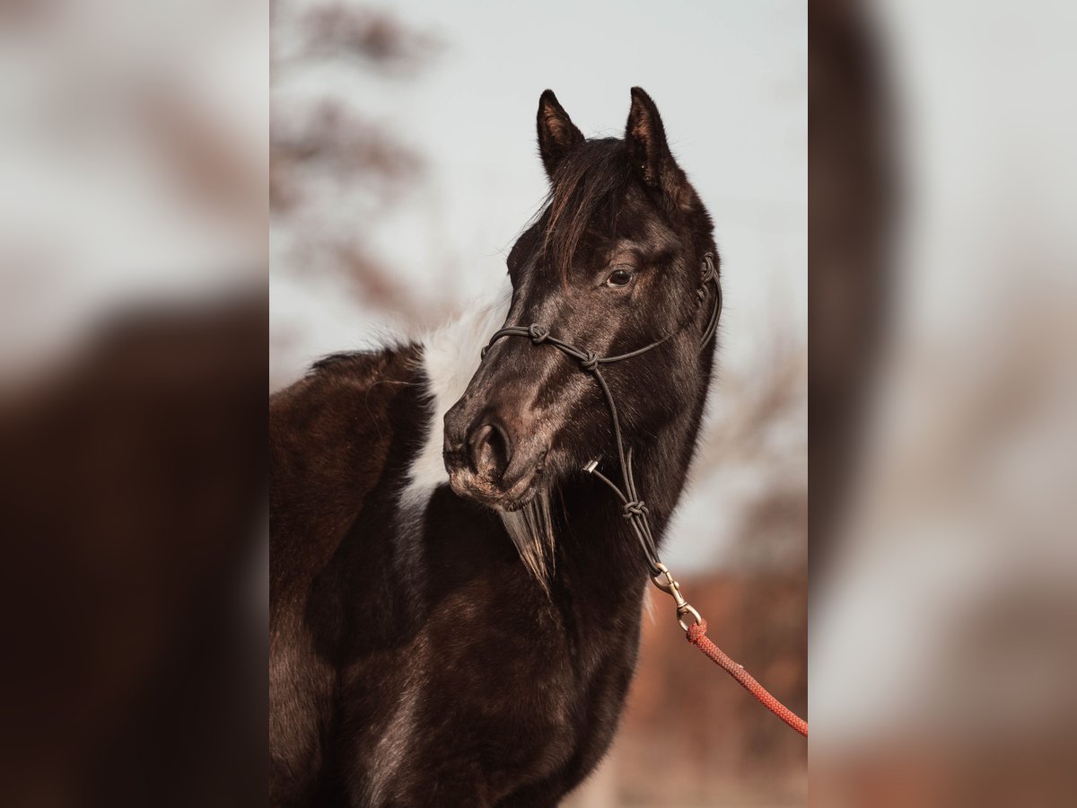 Paint Horse Jument 2 Ans 145 cm Peut devenir gris in Schönwalde