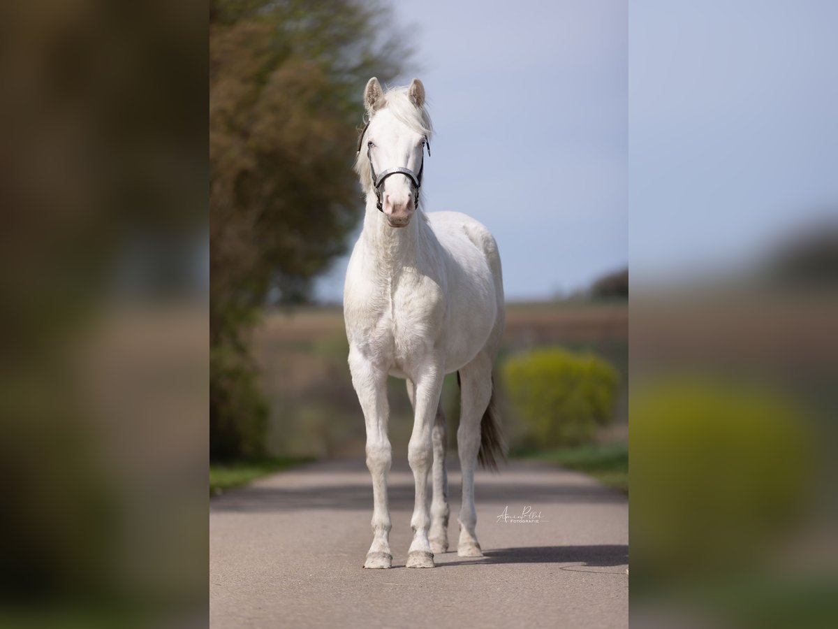 Paint Horse Jument 2 Ans 148 cm Overo-toutes couleurs in Essen