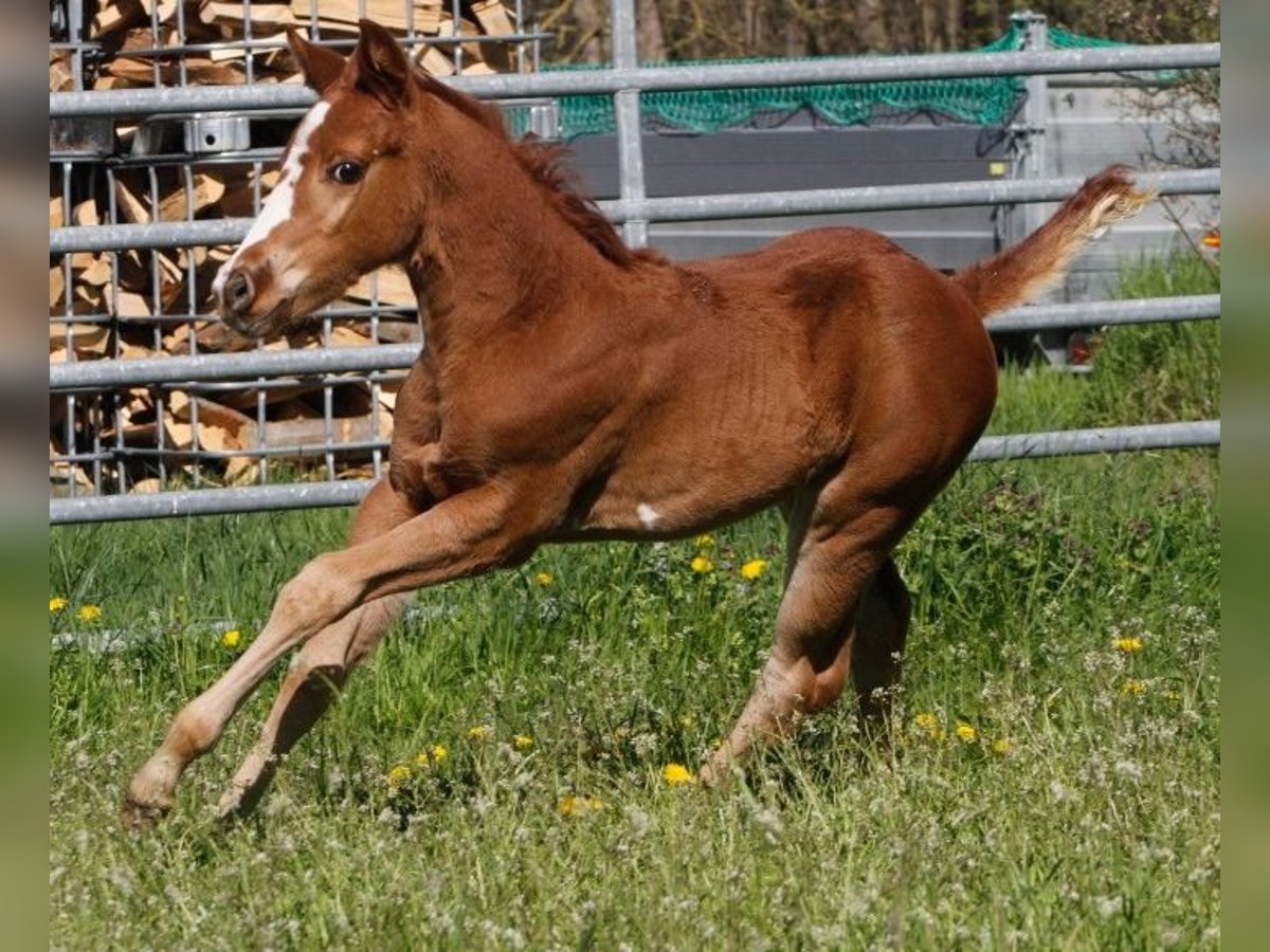 Paint Horse Jument 2 Ans 150 cm Alezan brûlé in WarburgWarburg