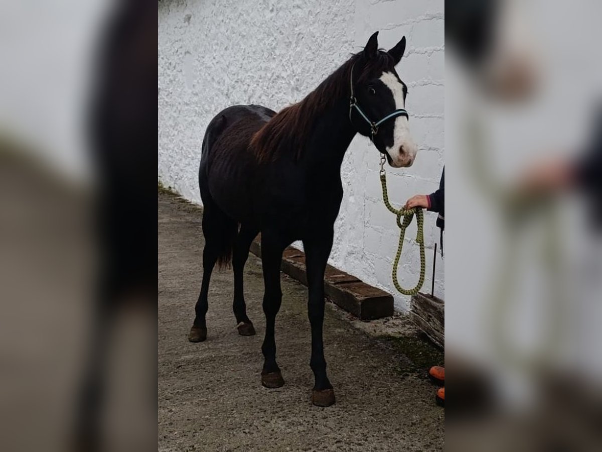 Paint Horse Jument 2 Ans 150 cm Overo-toutes couleurs in Zaldibar