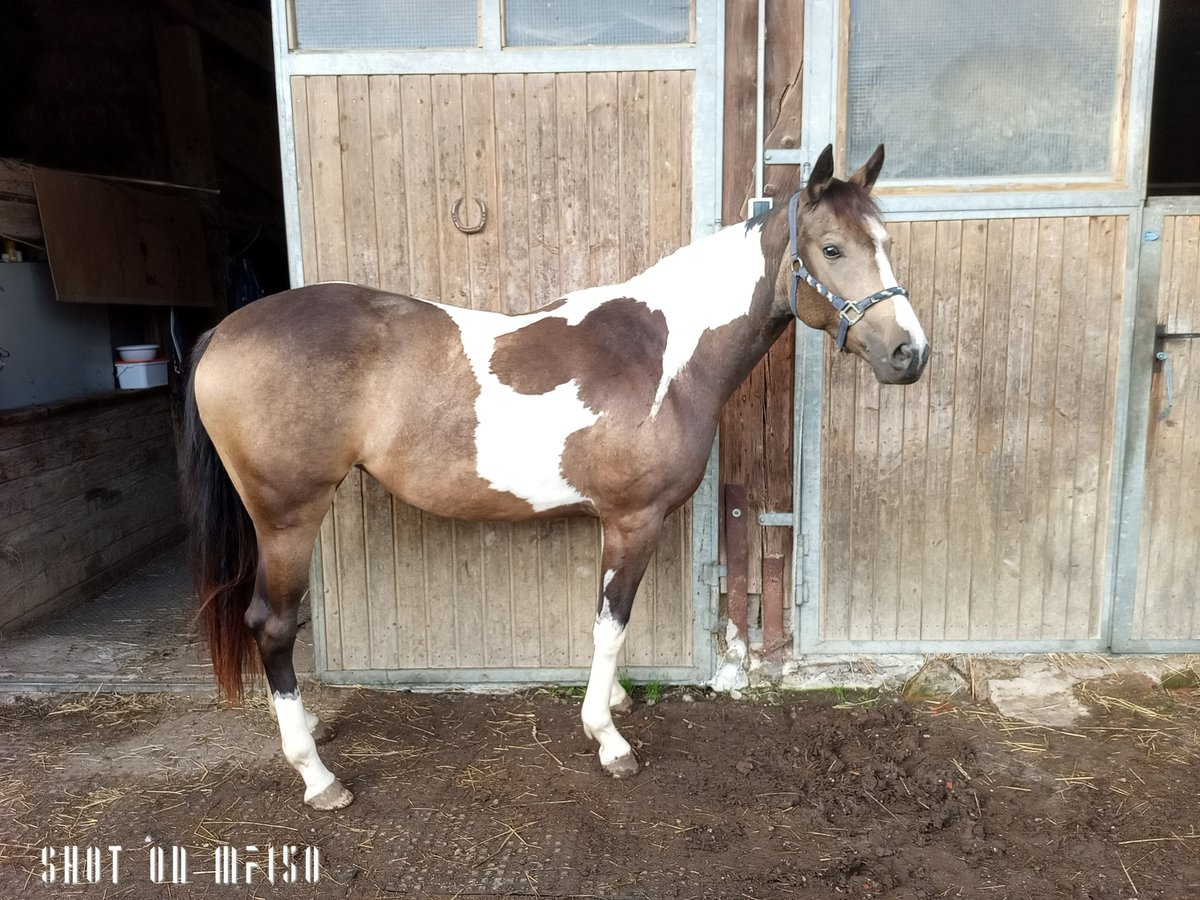 Paint Horse Croisé Jument 2 Ans 150 cm Pinto in Bodenkirchen