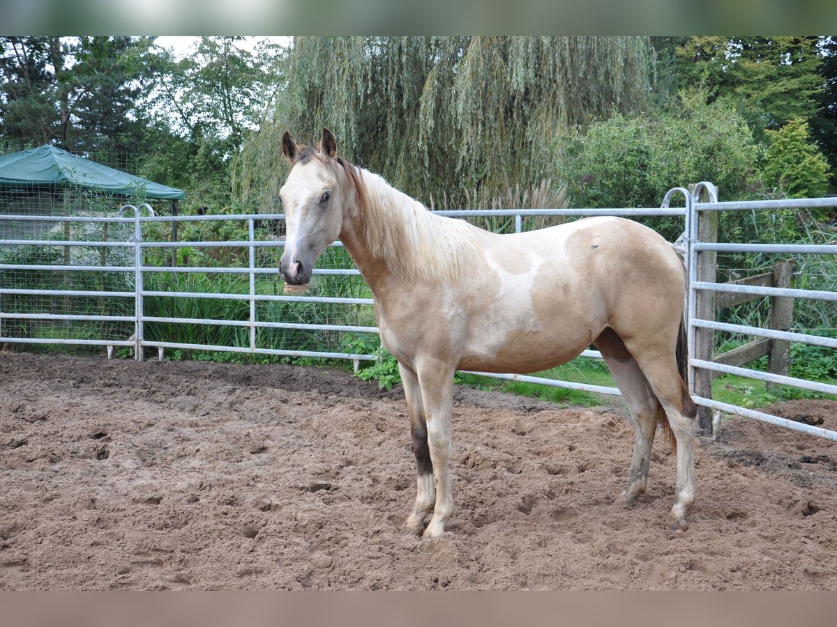 Paint Horse Jument 2 Ans 150 cm Tobiano-toutes couleurs in Bückeburg Evesen