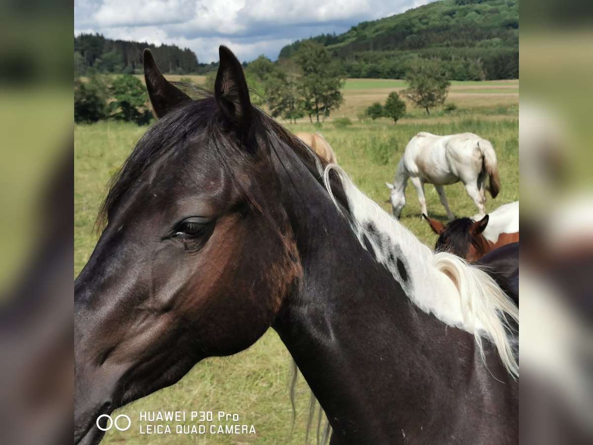 Paint Horse Jument 2 Ans 150 cm Tobiano-toutes couleurs in betteldorf