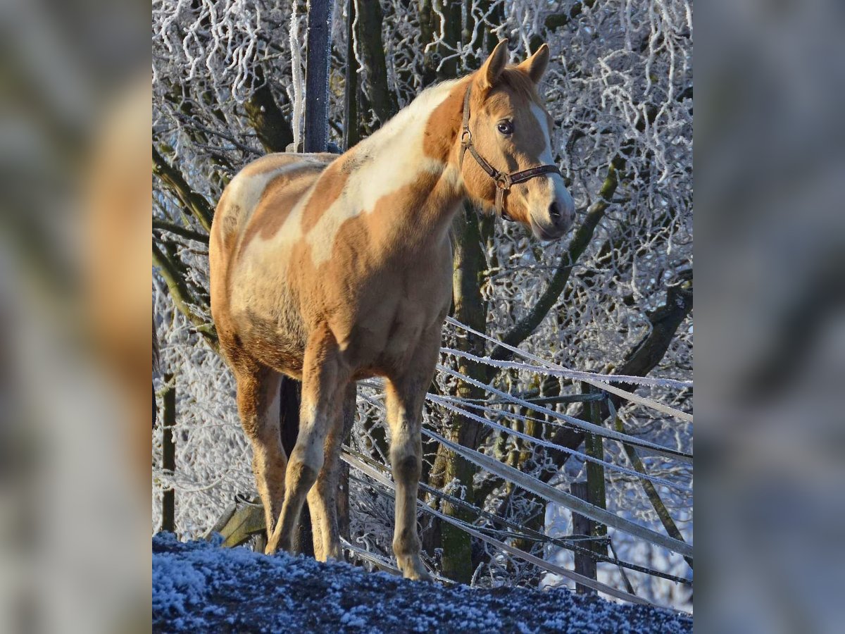 Paint Horse Jument 2 Ans 155 cm Pinto in Buchbach