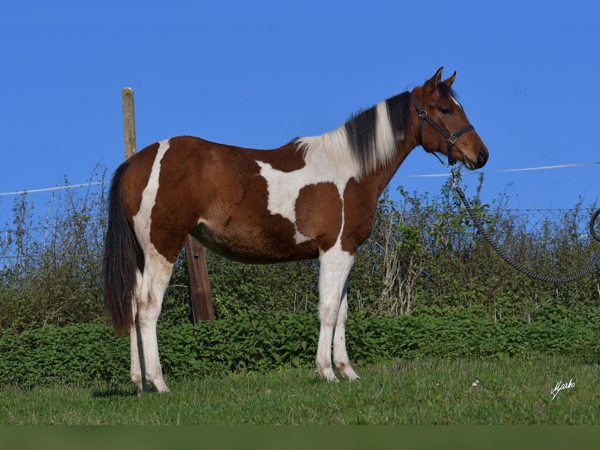 Paint Horse Jument 2 Ans 155 cm Tobiano-toutes couleurs in Dolní Hbity