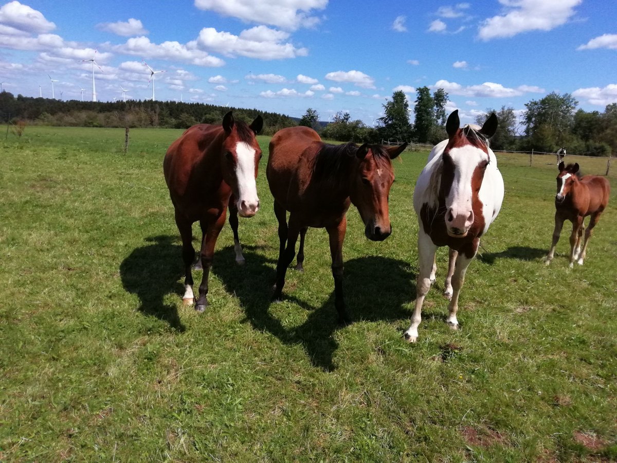 Paint Horse Jument 2 Ans 160 cm Bai brun in Hellenthal