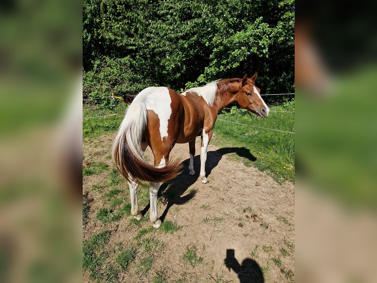 Paint Horse Jument 2 Ans Pinto in Eberbach
