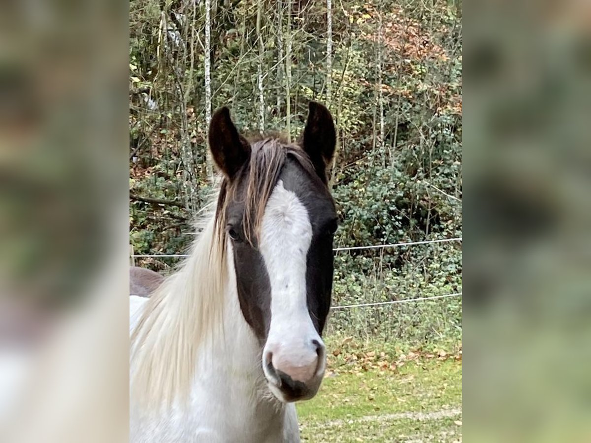 Paint Horse Jument 2 Ans Tobiano-toutes couleurs in Bernau am Chiemsee