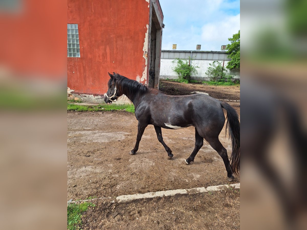Paint Horse Jument 3 Ans 145 cm Pinto in Neustadt an der OrlaWeira