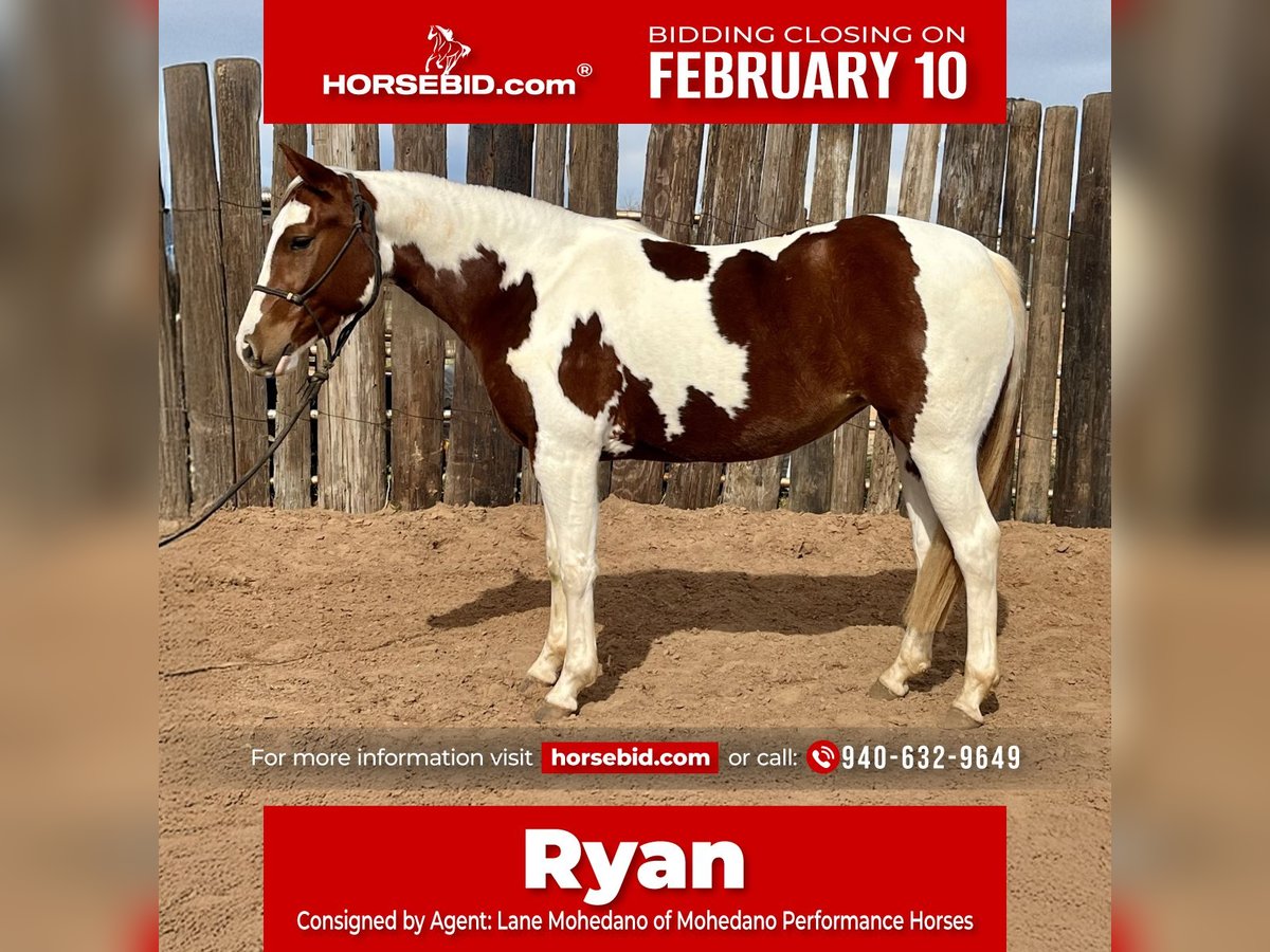 Paint Horse Jument 3 Ans 145 cm Tobiano-toutes couleurs in Graham, TX