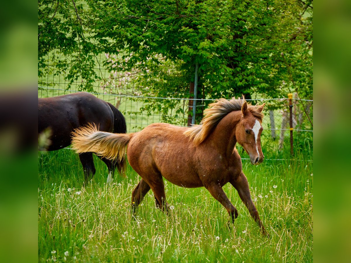 Paint Horse Jument 3 Ans 150 cm Alezan in Eggenthal