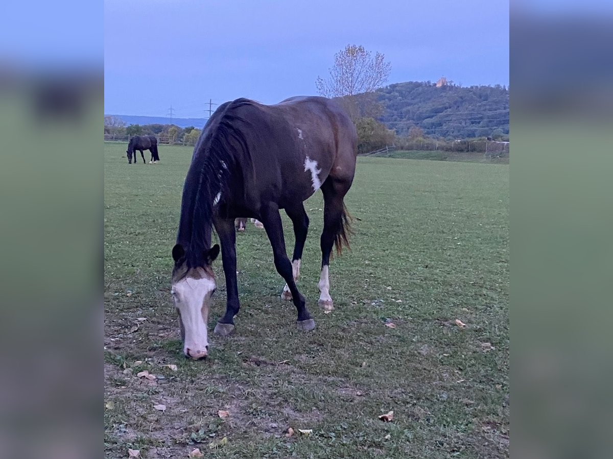 Paint Horse Jument 3 Ans 150 cm Overo-toutes couleurs in Les Bois