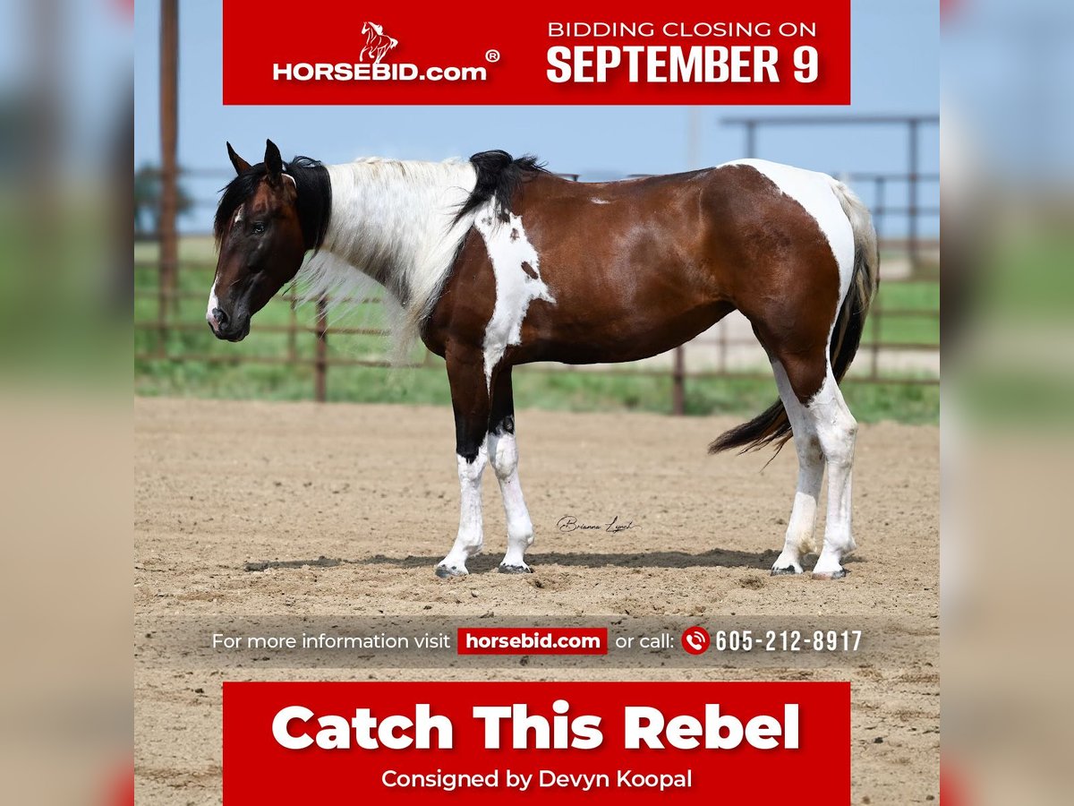 Paint Horse Jument 3 Ans 150 cm Tobiano-toutes couleurs in Canistota, SD