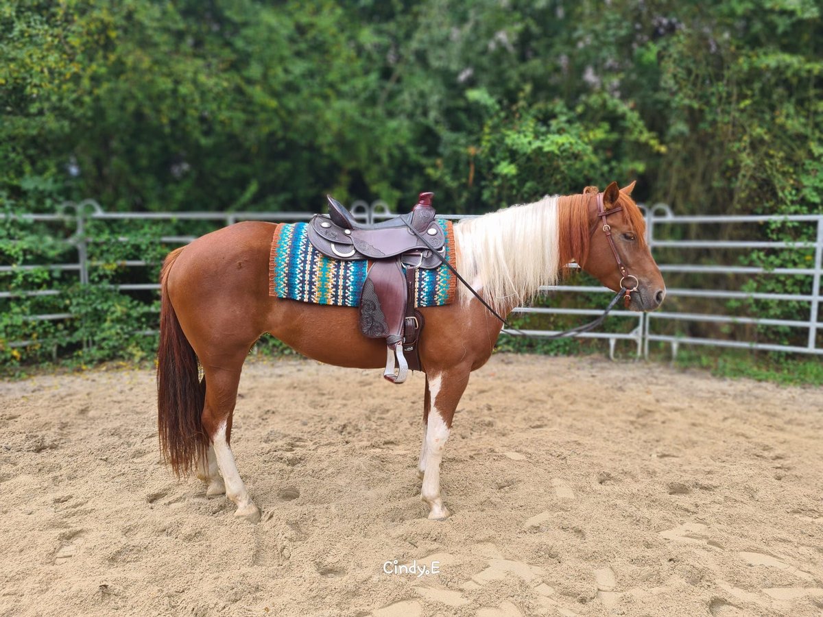 Paint Horse Croisé Jument 3 Ans 153 cm Pinto in Bad Camberg