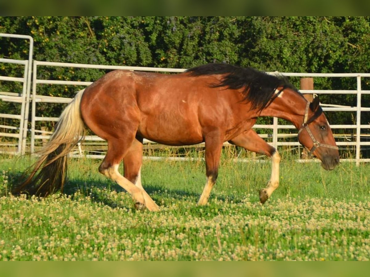 Paint Horse Jument 3 Ans 154 cm Tobiano-toutes couleurs in Buchbach