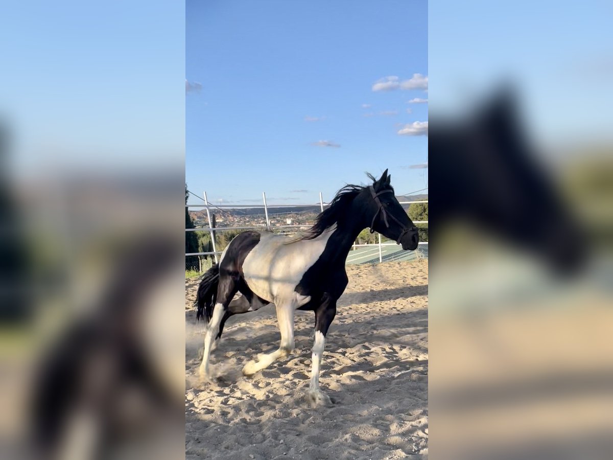 Paint Horse Croisé Jument 3 Ans 156 cm Pinto in Baza