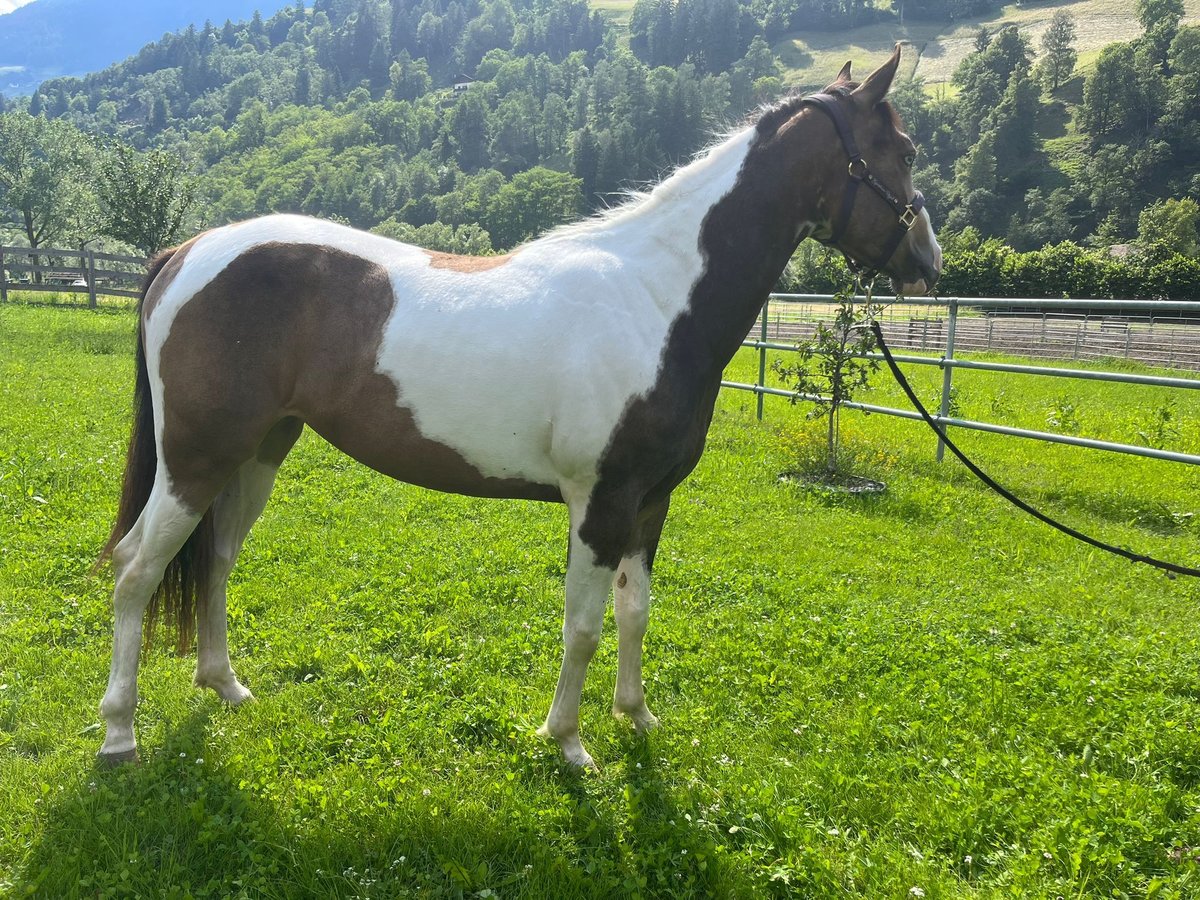 Paint Horse Jument 3 Ans Buckskin in Sankt Leonhard in Passeier