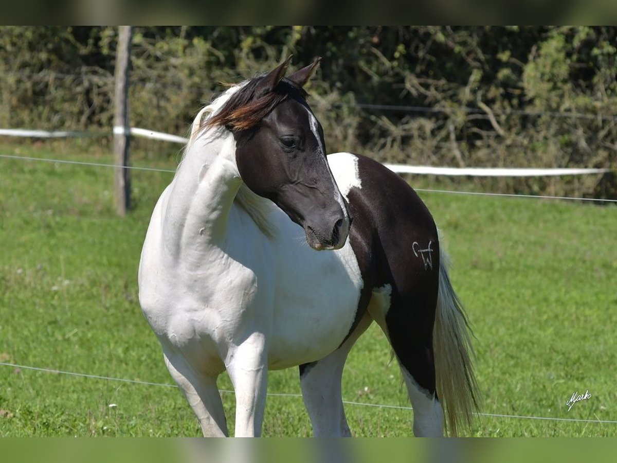 Paint Horse Jument 3 Ans Tobiano-toutes couleurs in Pribram