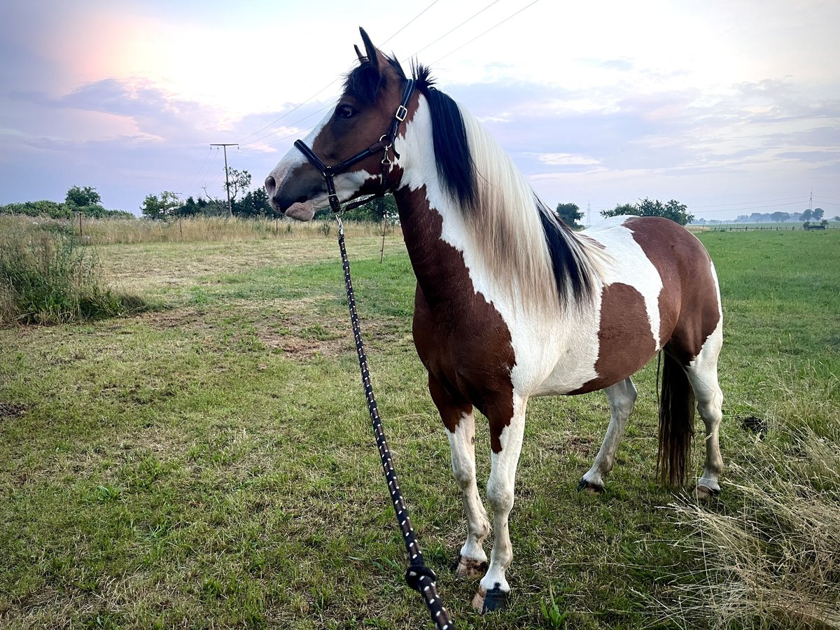 Paint Horse Croisé Jument 4 Ans 142 cm Tobiano-toutes couleurs in Lutherstadt Wittenberg